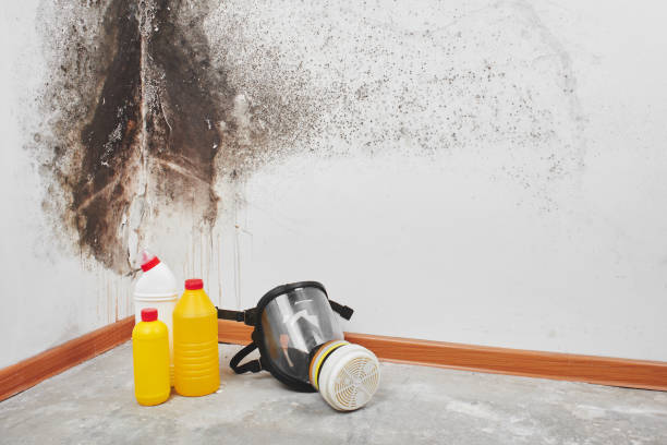 Best Home Mold Removal  in Arcade, GA