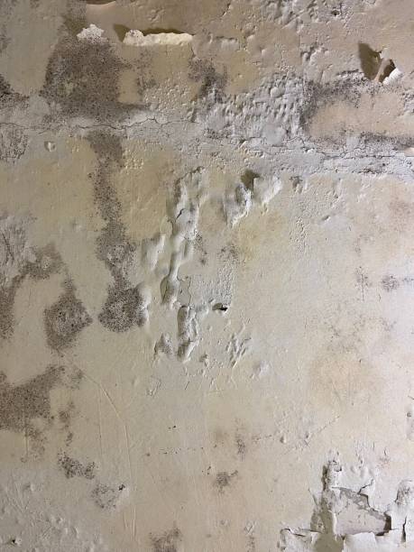 Best Home Mold Removal  in Arcade, GA