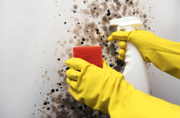 Best Black Mold Removal  in Arcade, GA