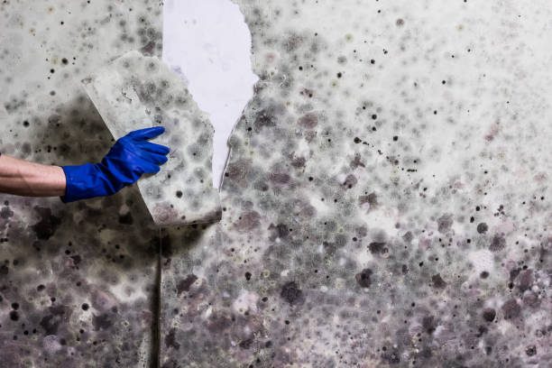 Best Affordable Mold Removal  in Arcade, GA