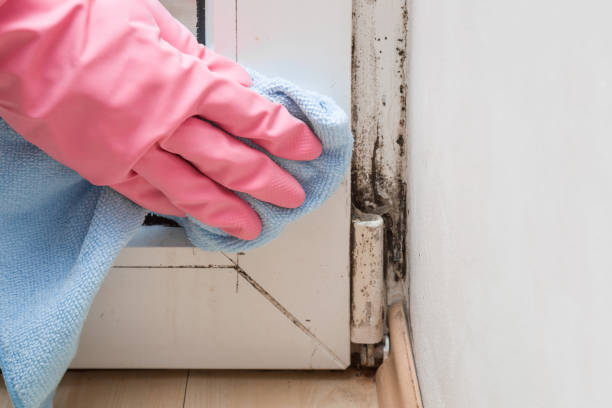 Best Local Mold Removal Service  in Arcade, GA
